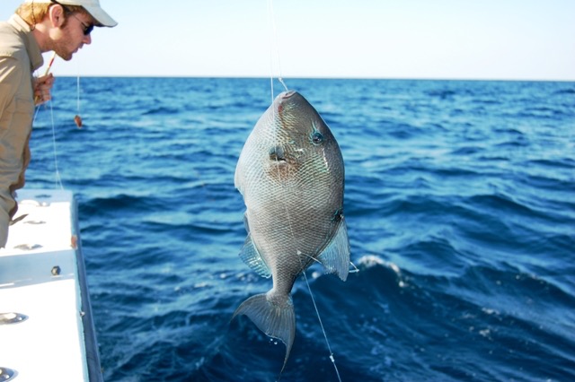 big-trigger-fish